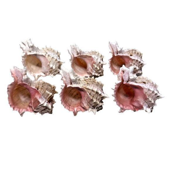 Lot of 6 Pink Murex Seashells – Spiny Shells Beach Decor Craft Supply - Picture 1 of 16